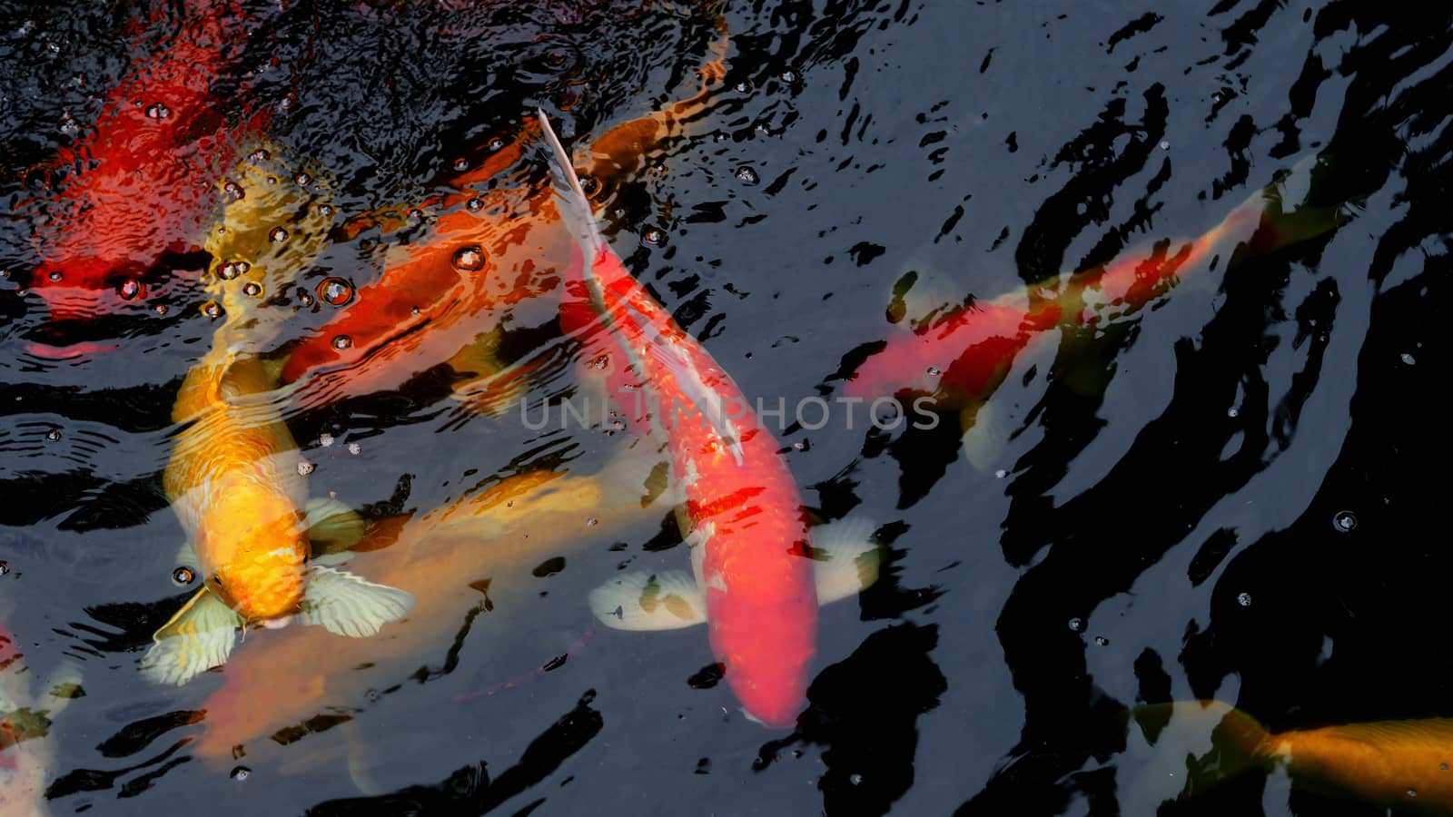 Beautiful and colorful Japanese Koi carp fish swimming in the pool.