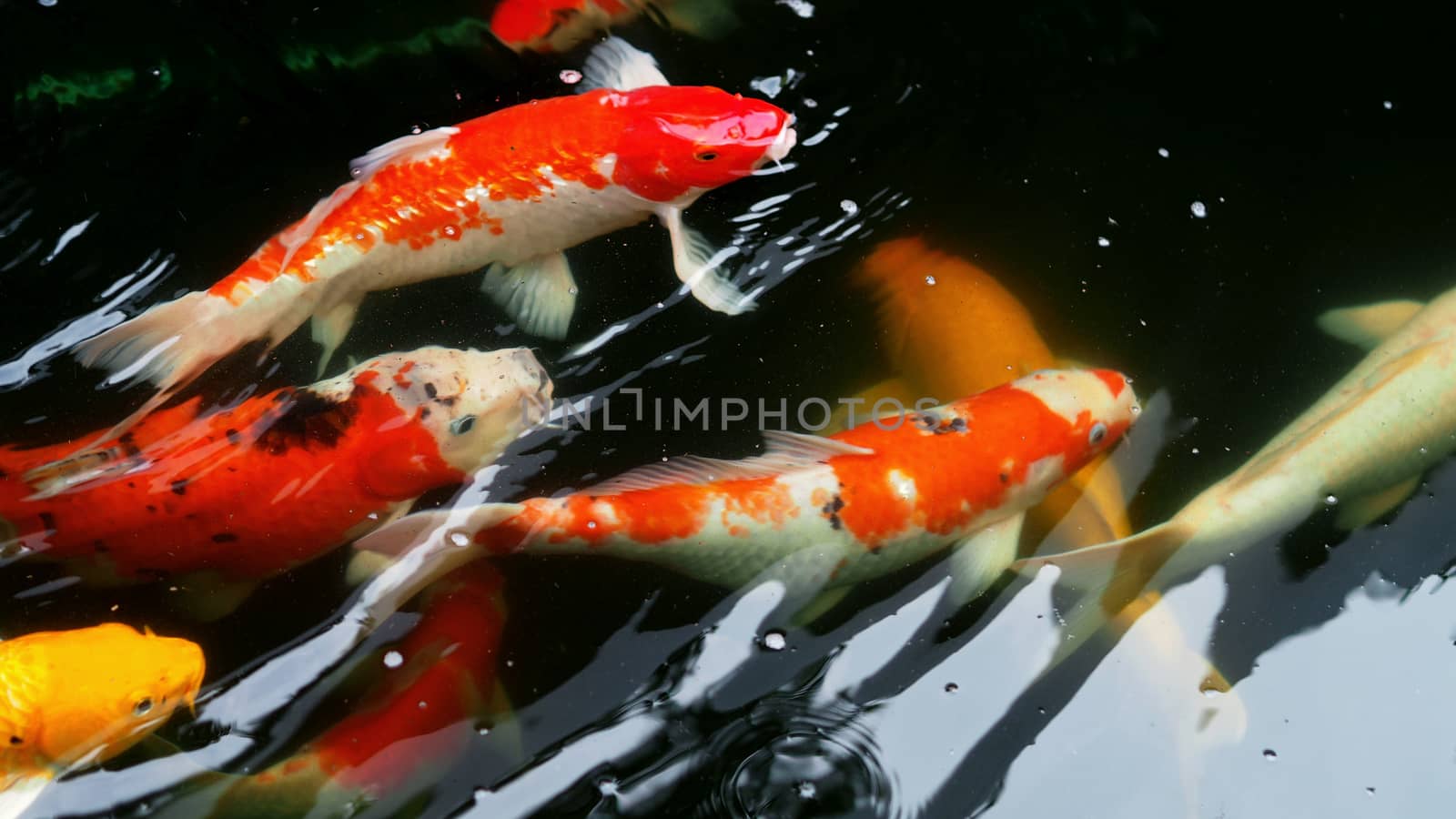 Beautiful and colorful Japanese Koi carp fish swimming in the pool.