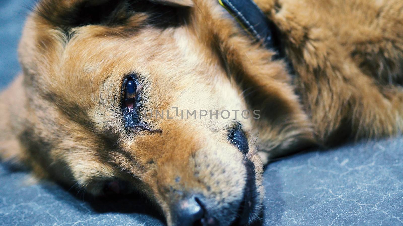 Part of dog with close-up shot and yellow brown silky hair from top angle view.