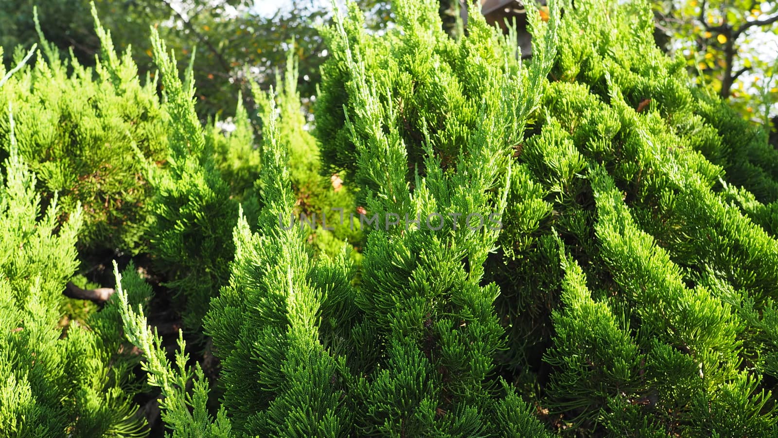 Big traditional japanese green color pine tree in the garden of Himeji castle at Kansai area.