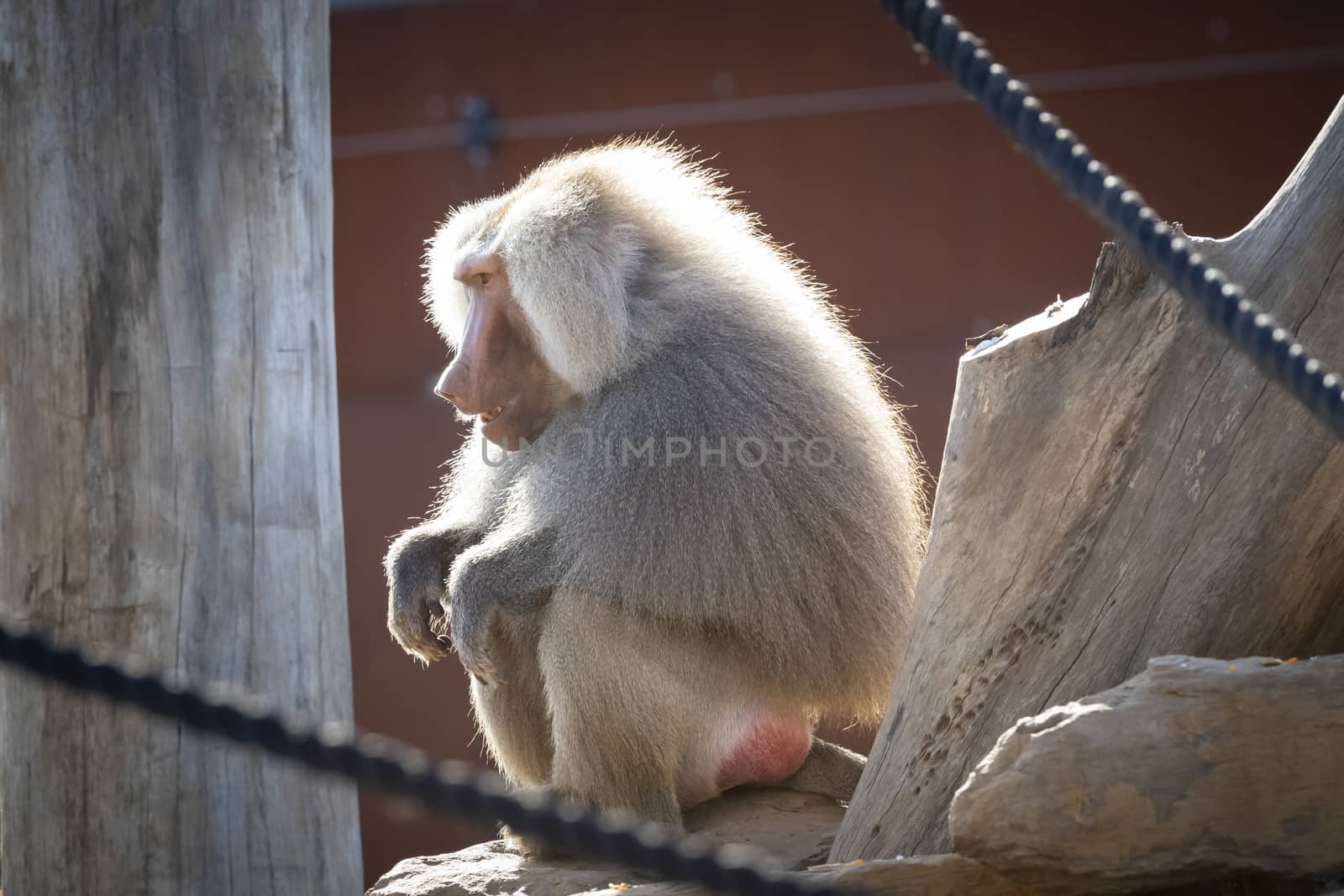 A large male Hamadryas Baboon relaxing in the sunshine by WittkePhotos