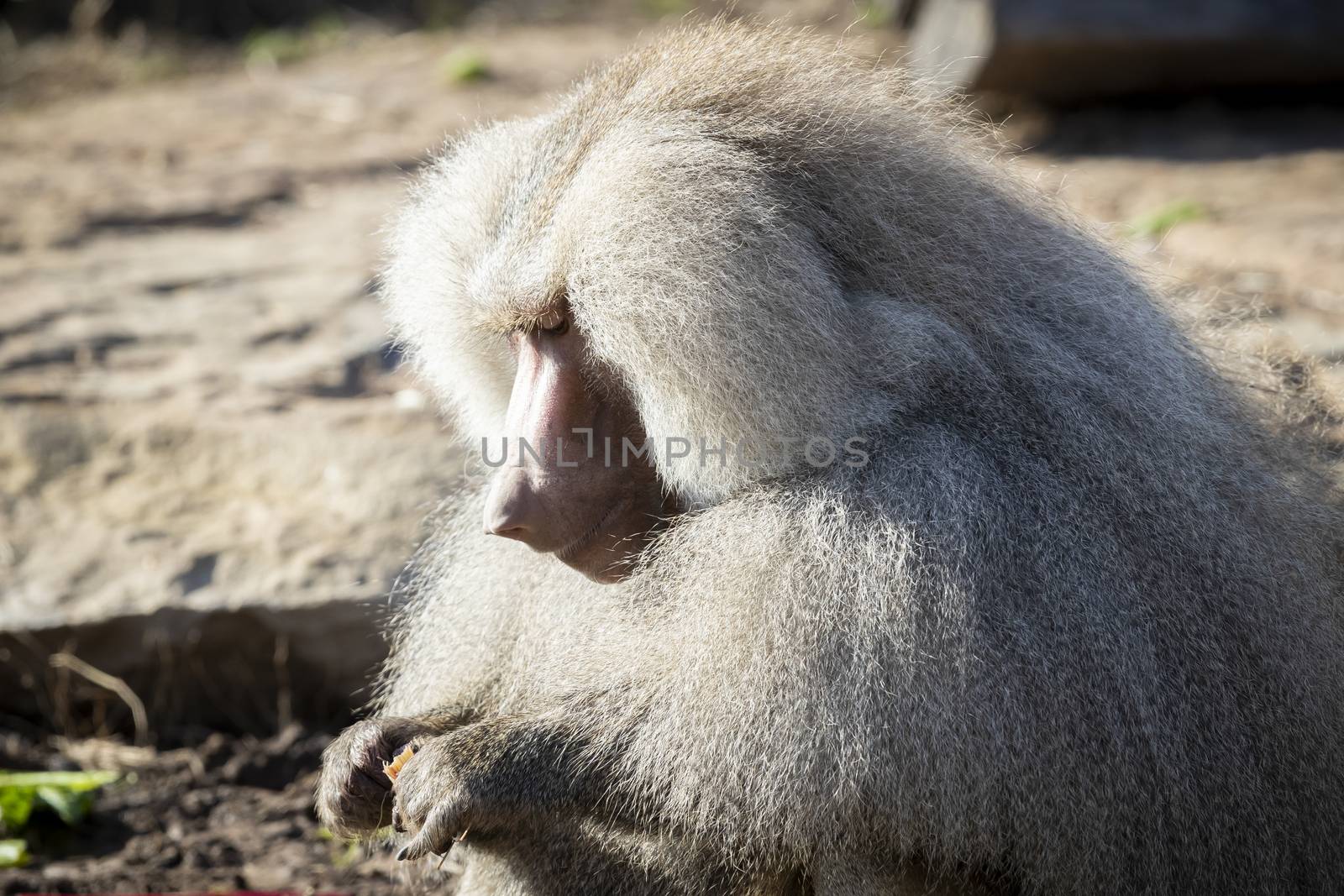 A large male Hamadryas Baboon relaxing in the sunshine by WittkePhotos