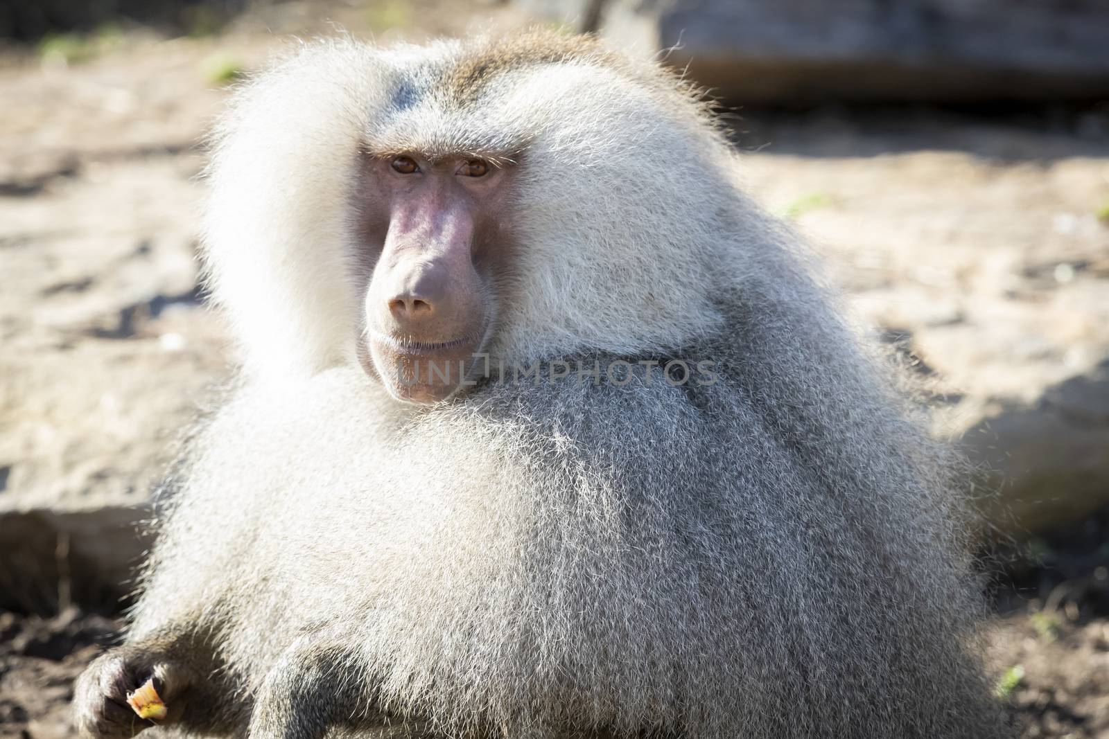 A large male Hamadryas Baboon relaxing in the sunshine by WittkePhotos