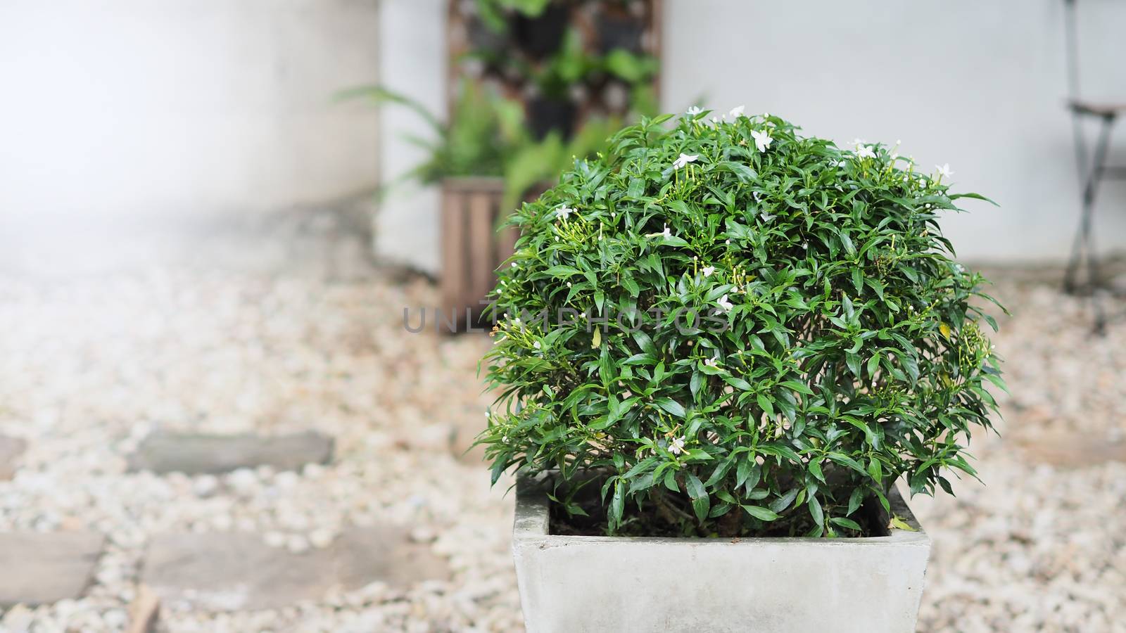 Gerdenia crape jasmine flower tree round shape in cement pot and blurry of stone garden background.