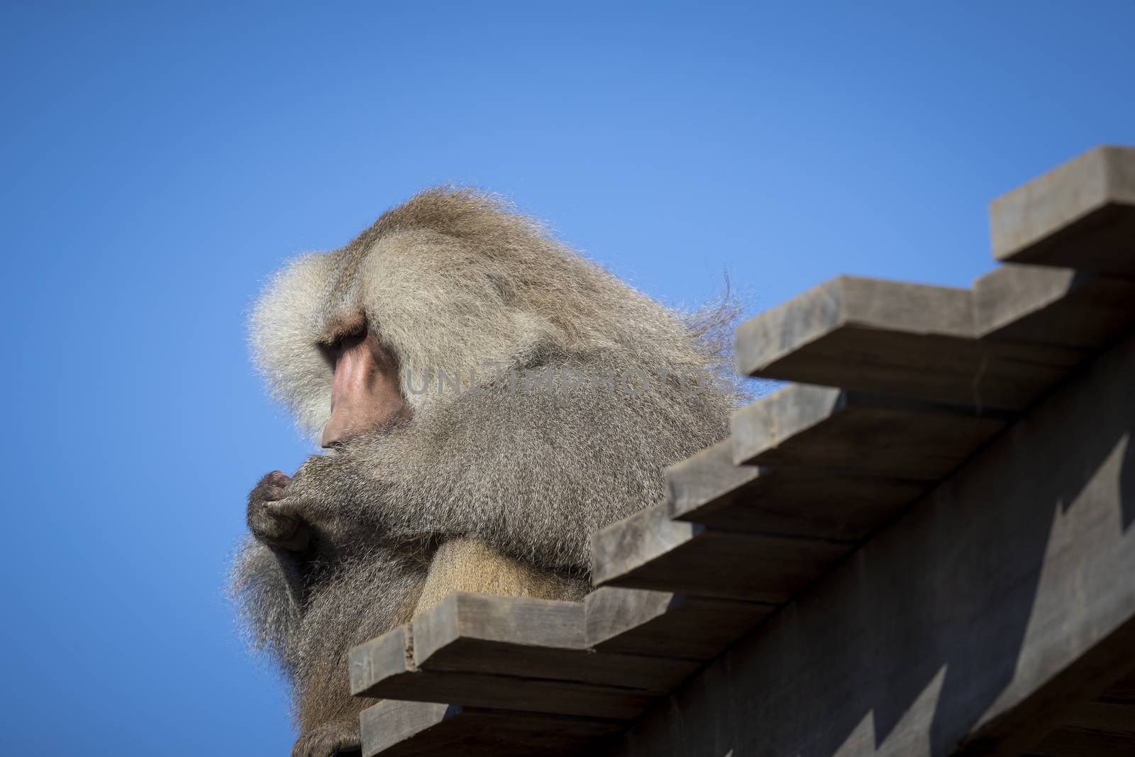 A large male Hamadryas Baboon relaxing in the sunshine