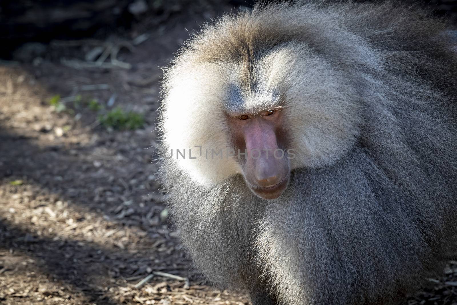 A large male Hamadryas Baboon relaxing in the sunshine