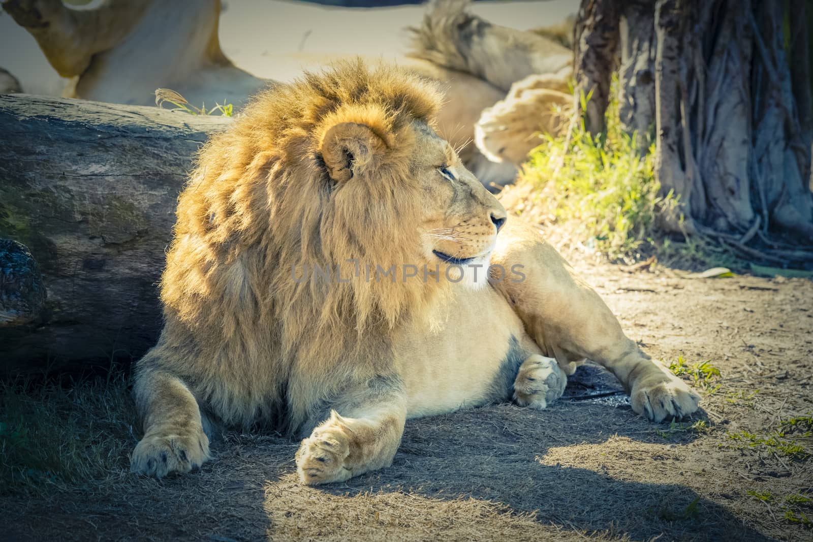 A male Lion relaxing in the sunshine by WittkePhotos