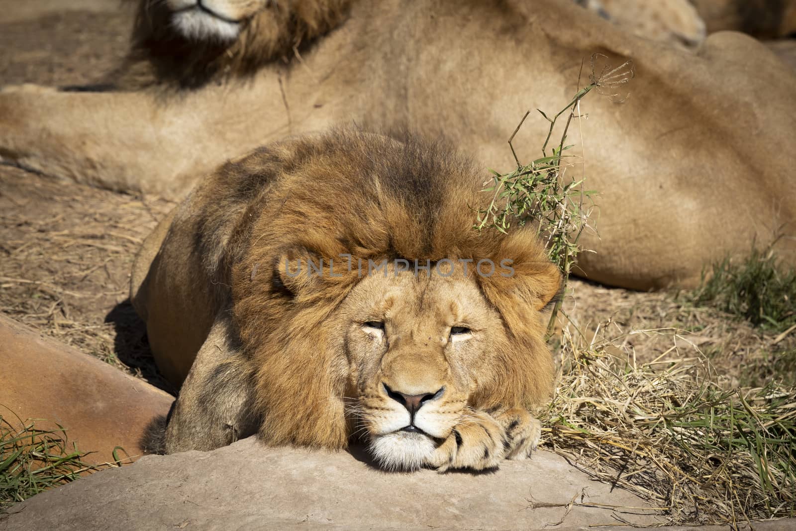 A male Lion relaxing in the sunshine by WittkePhotos