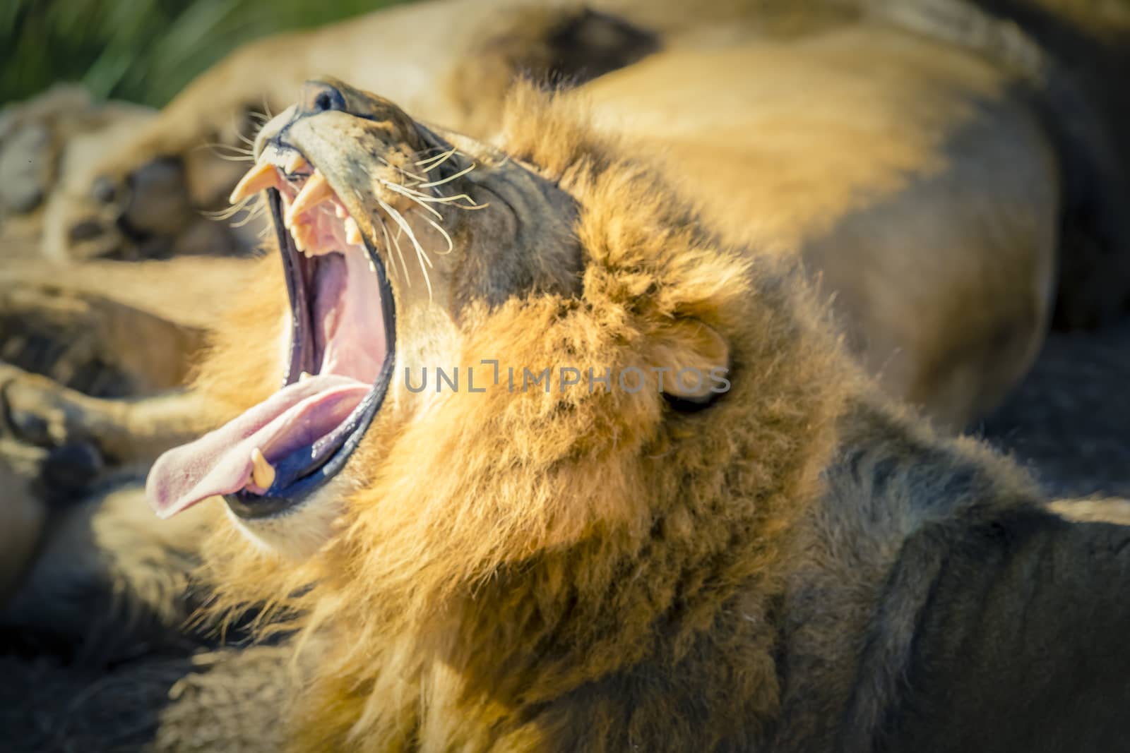 A male Lion resting and yawning in the sunshine