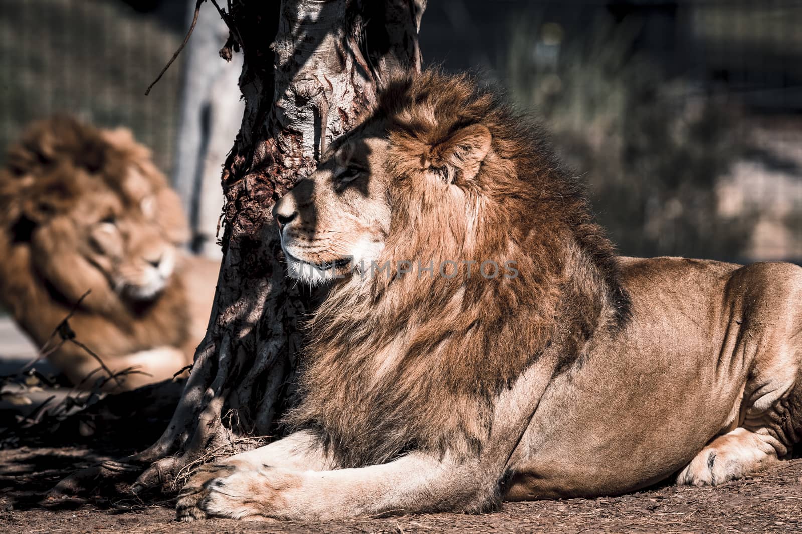 A male Lion relaxing in the sunshine by WittkePhotos