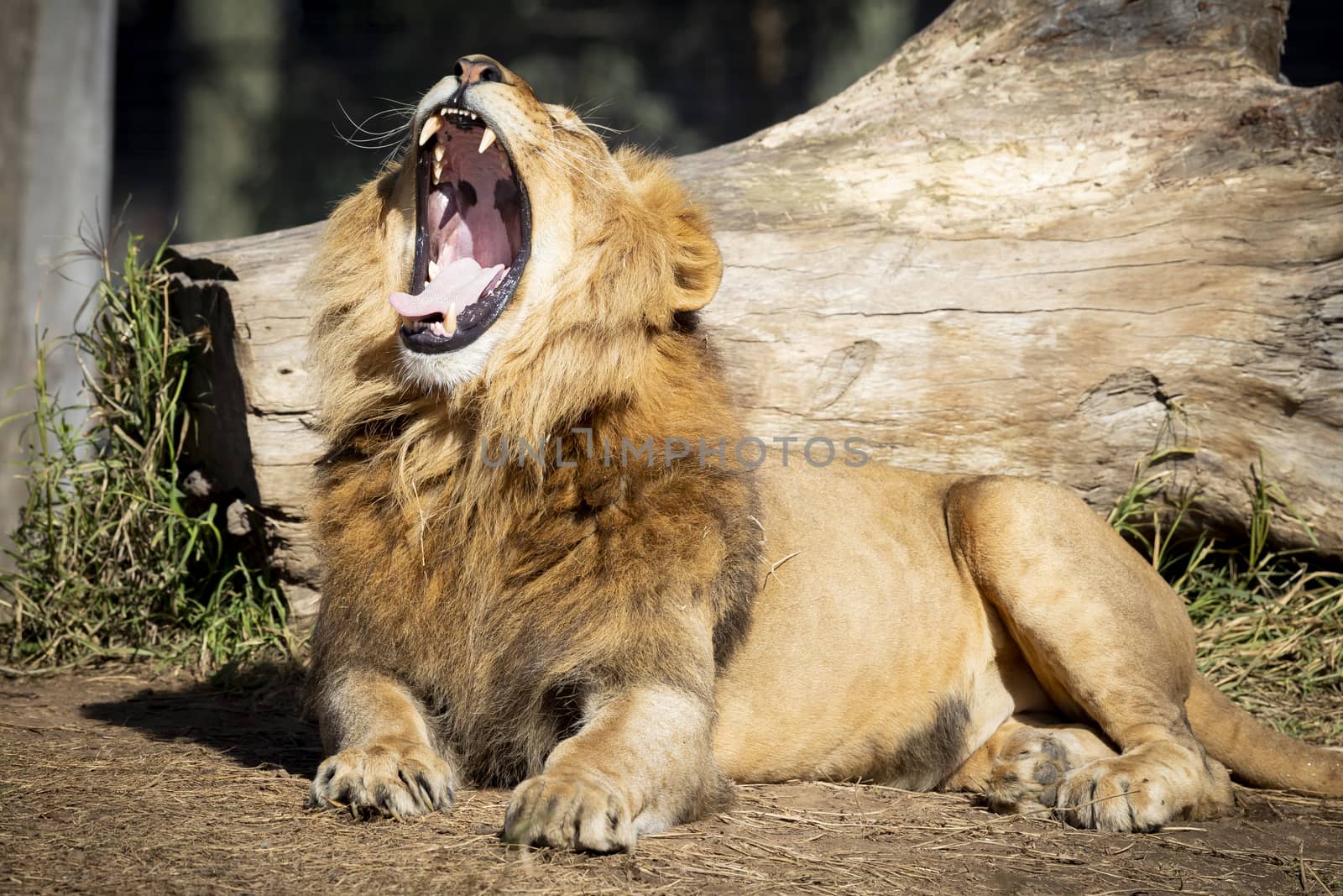 A male Lion resting and yawning in the sunshine