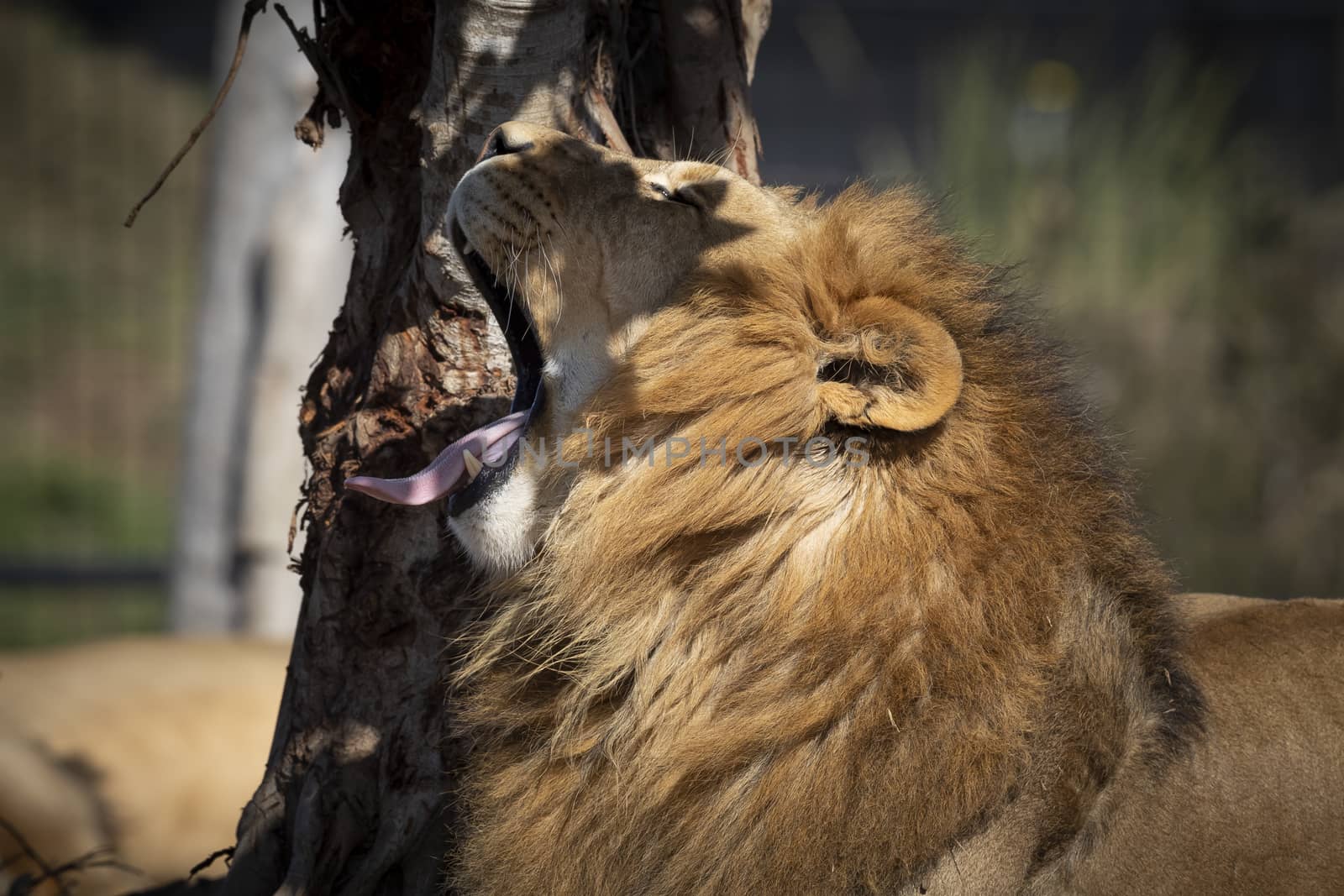 A male Lion resting and yawning in the sunshine