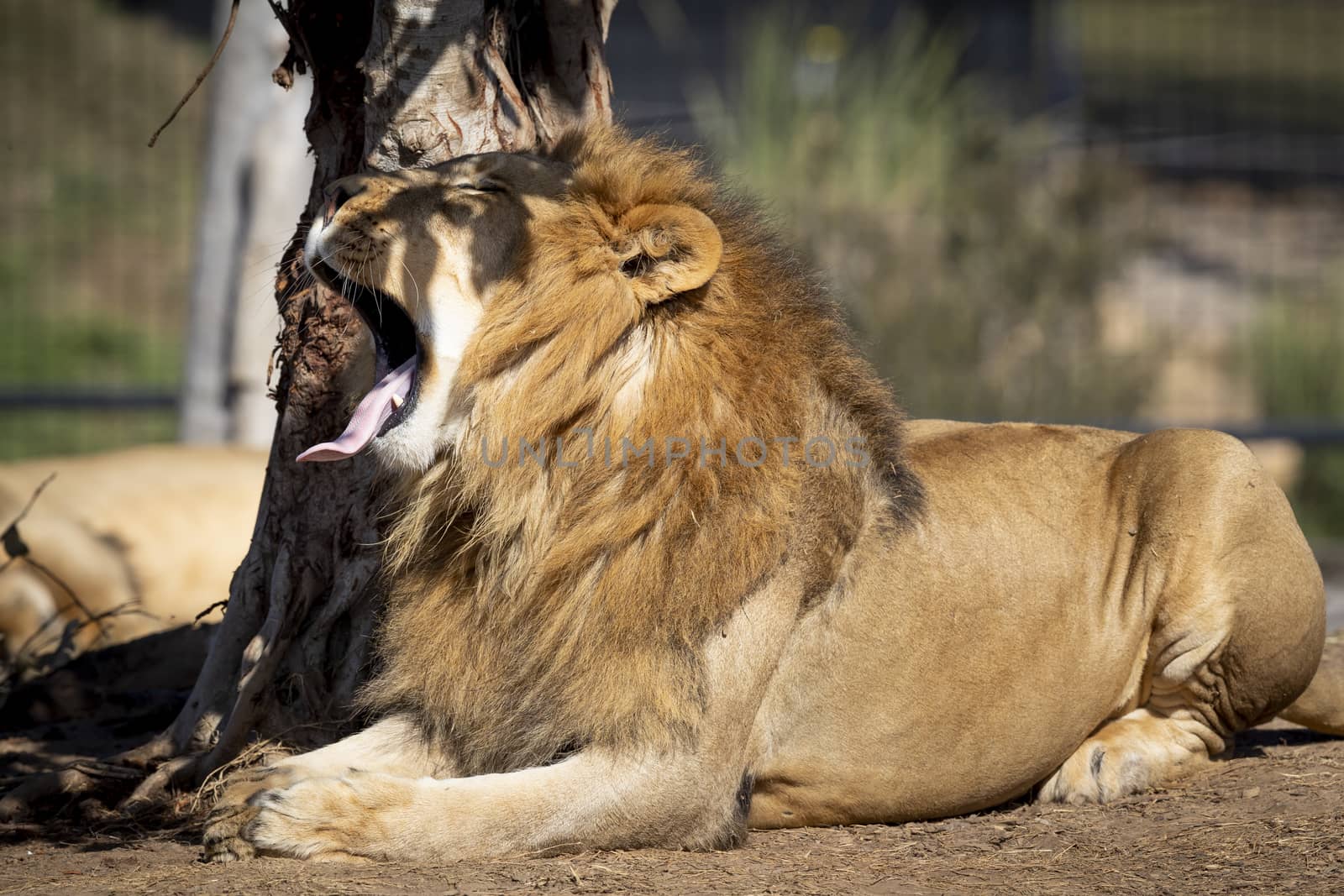 A male Lion resting and yawning in the sunshine