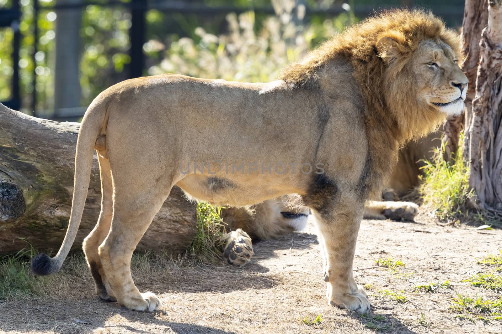A male Lion standing in the sunshine