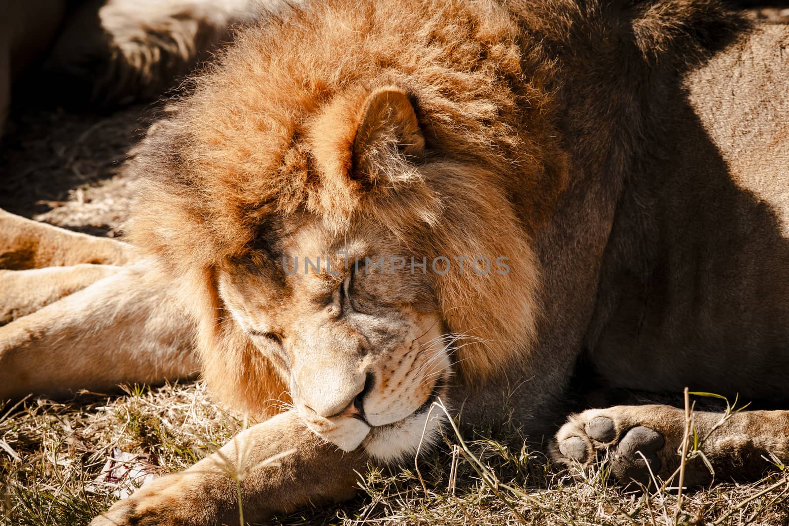 A male Lion sleeping in the sunshine by WittkePhotos