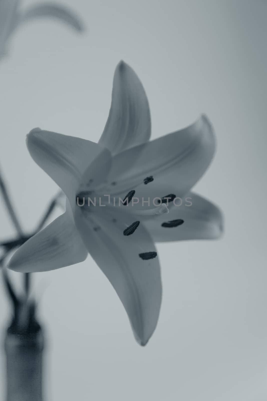 A yellow Asiatic Lily Lillium flower in black and white.