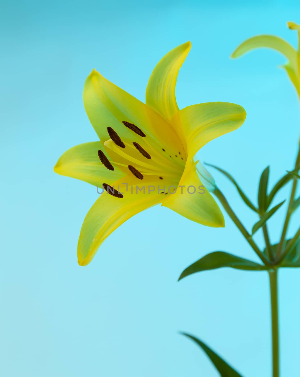 A yellow Asiatic Lily Lillium flower with green stem and leaves on a blue background.