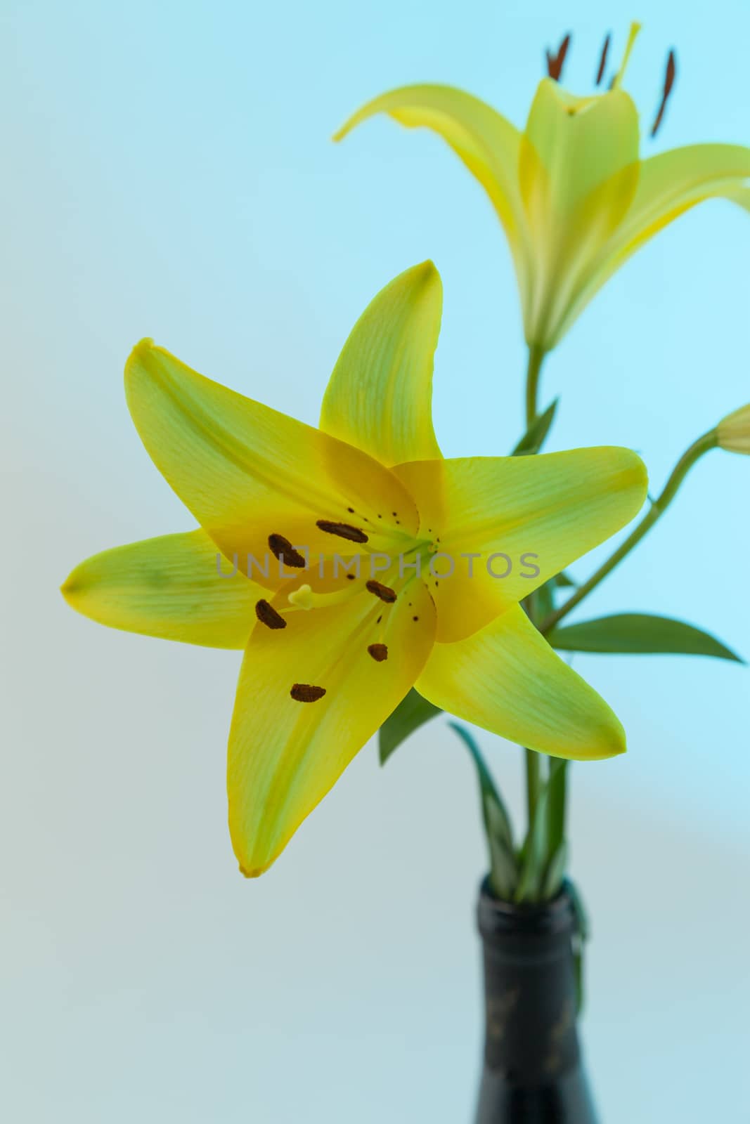 A yellow Asiatic Lily Lillium flower with green stem and leaves on a blue background by WittkePhotos