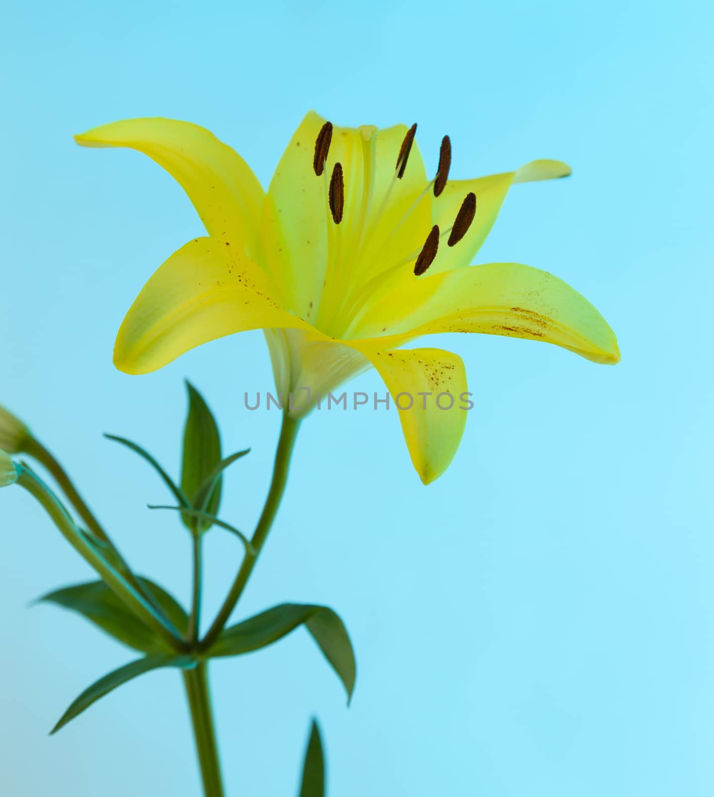 A yellow Asiatic Lily Lillium flower with green stem and leaves on a blue background by WittkePhotos