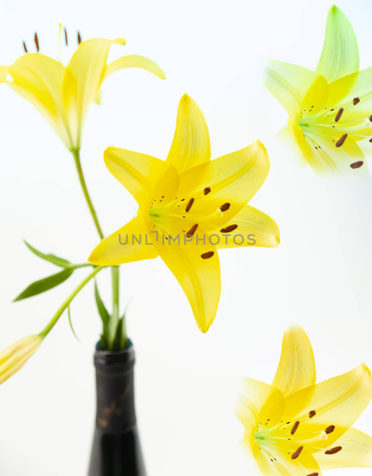 A yellow Asiatic Lily Lillium flower with green stem and leaves on a white background.