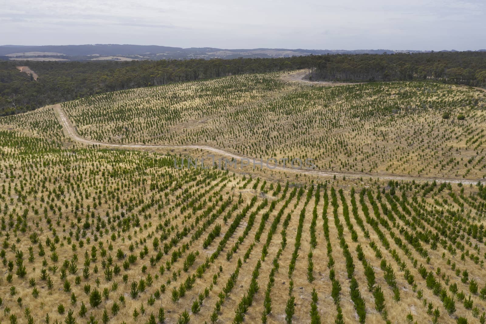 Aerial view of a pine tree farm in regional Australia by WittkePhotos