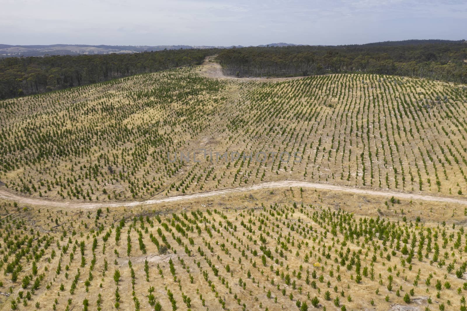 Aerial view of a pine tree farm in regional South Australia