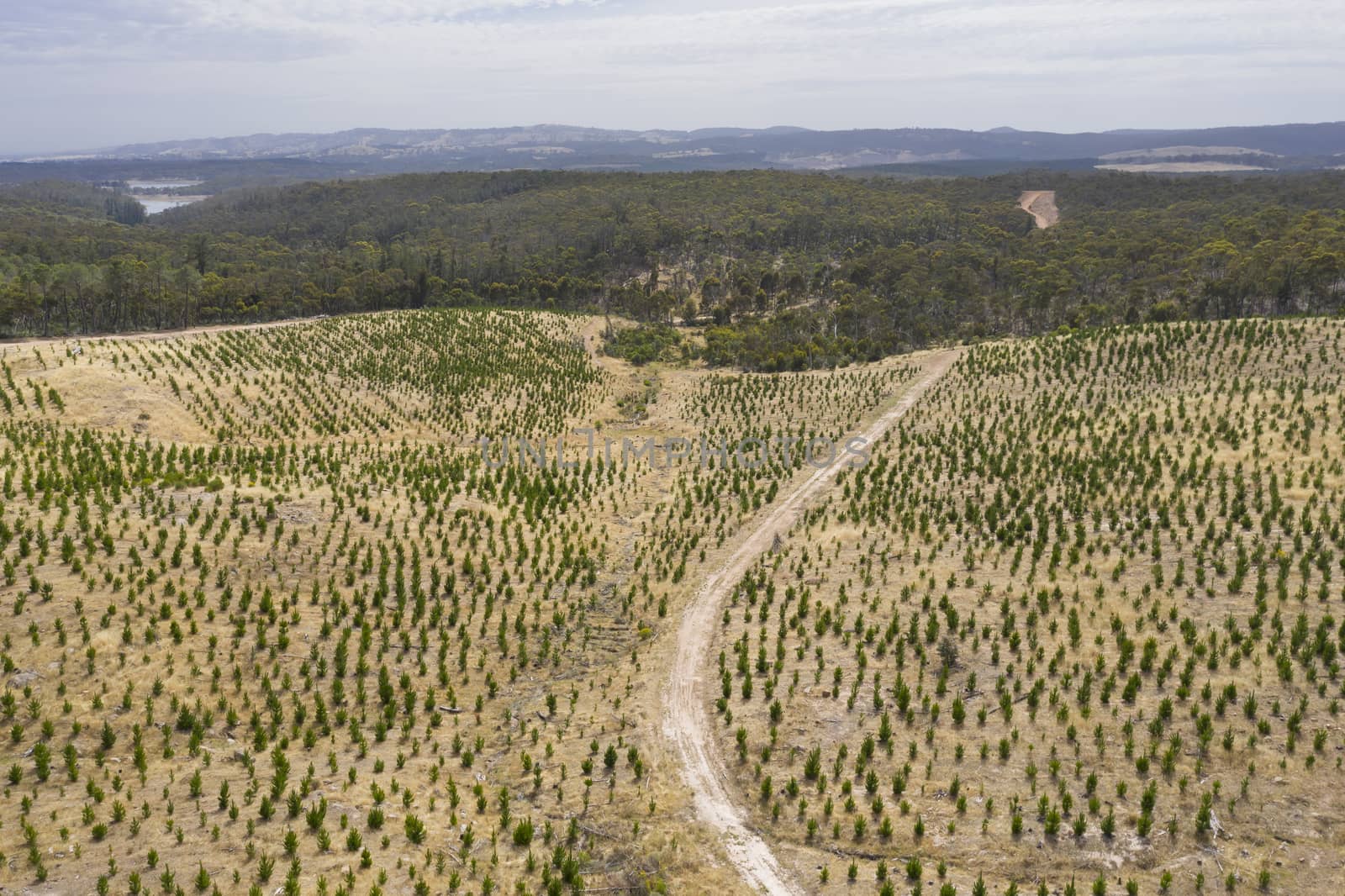 Aerial view of a pine tree farm in regional Australia by WittkePhotos