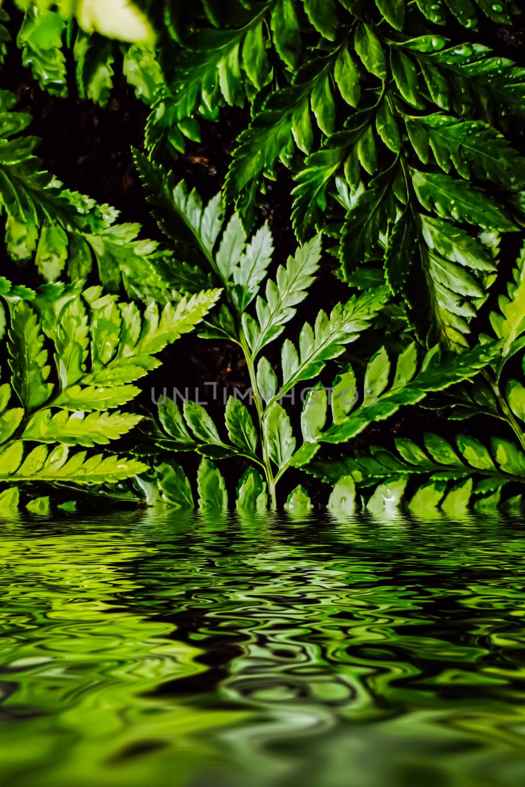 Tropical plant leaves and water in garden as botanical background, nature and environment closeup