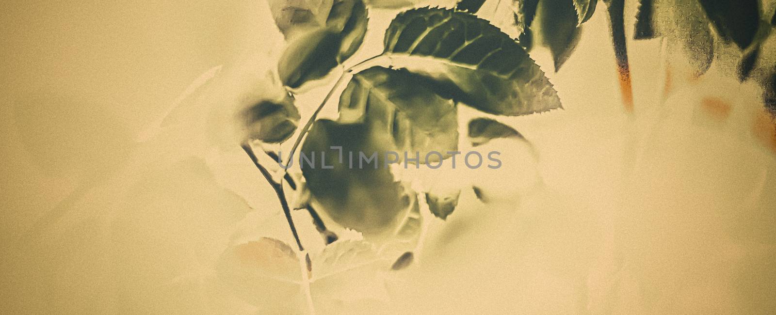 Plant, ecology and bio concept - Green leaves as abstract vintage nature background, herbal foliage in spring garden, retro gravure style, floral leaf backdrop for botanical holiday brand design