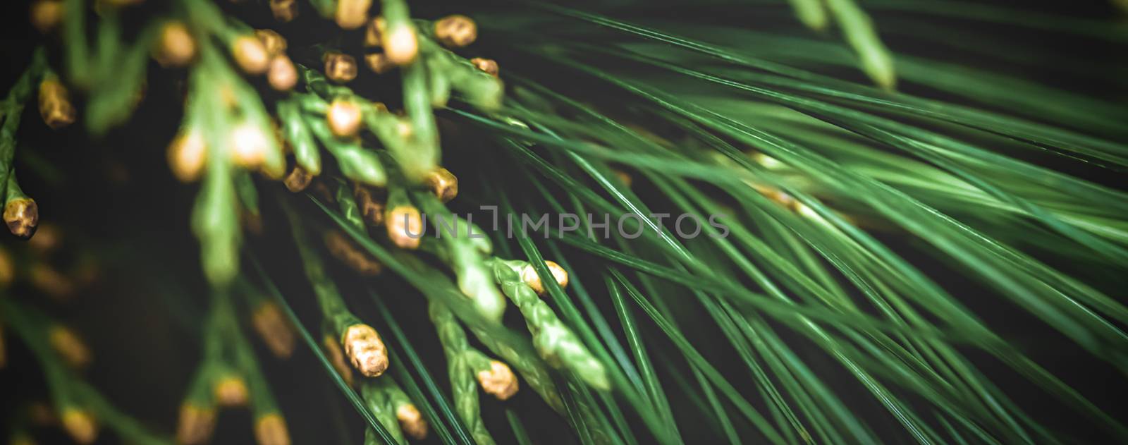 Evergreen spruce trees as nature art background, green pine text by Anneleven