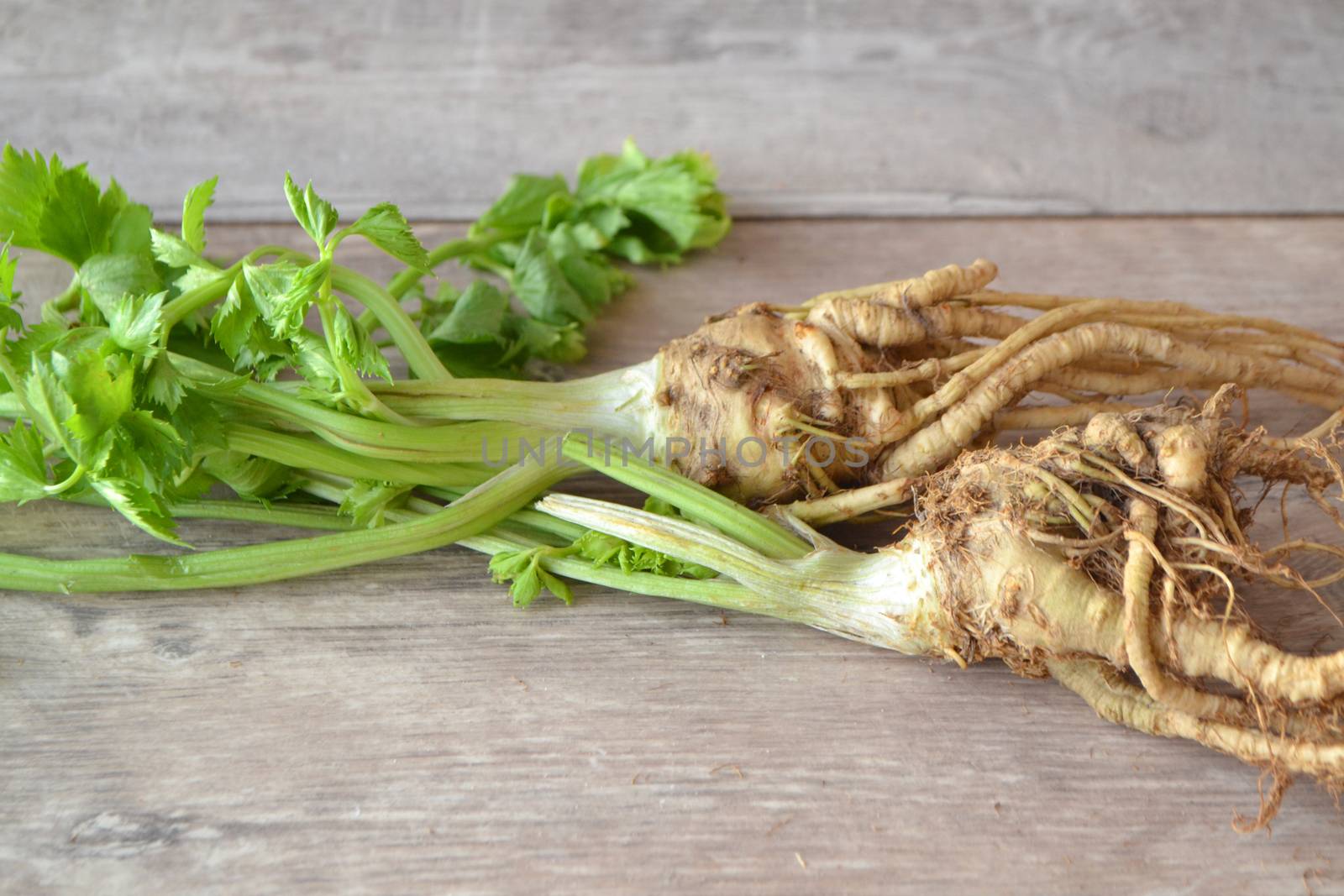 celery root with leaves on shabby white background. Healthy food. Organic plante.