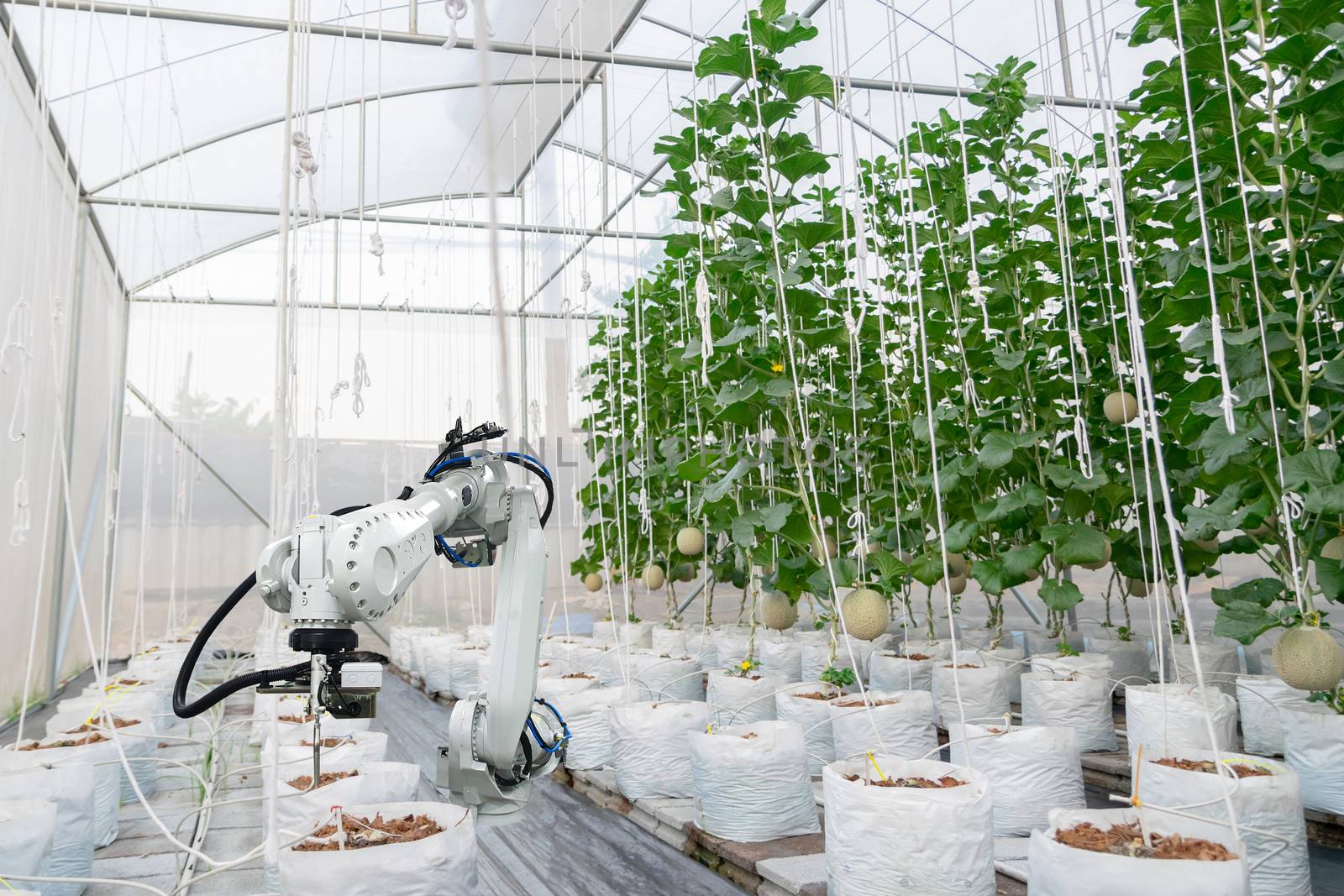 Smart farming fruit melon and digital agriculture Robotic arm is by sompongtom