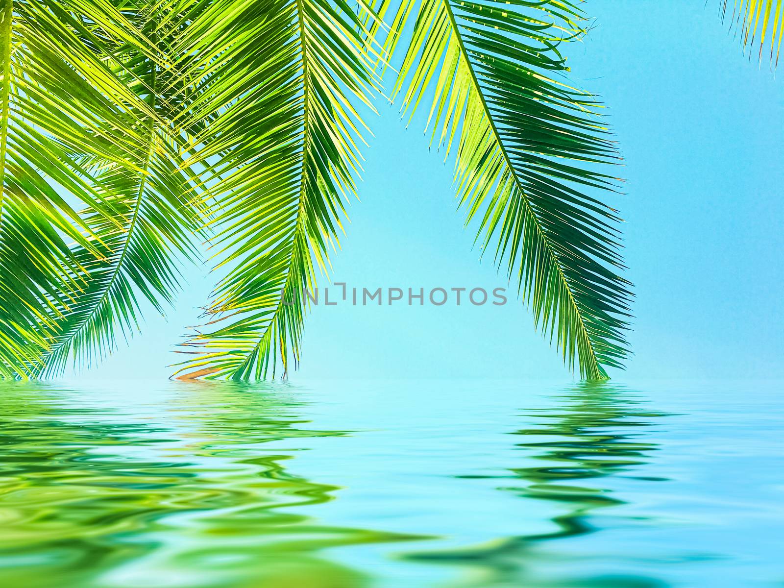 Palm tree leaves and sea water, summertime travel and beach background