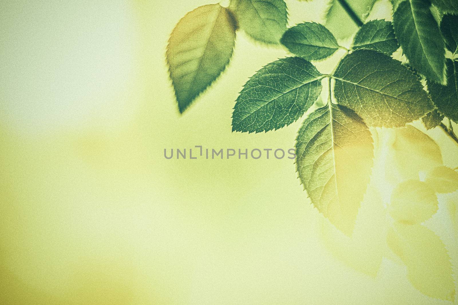 Green leaves as abstract vintage nature background, herbal folia by Anneleven