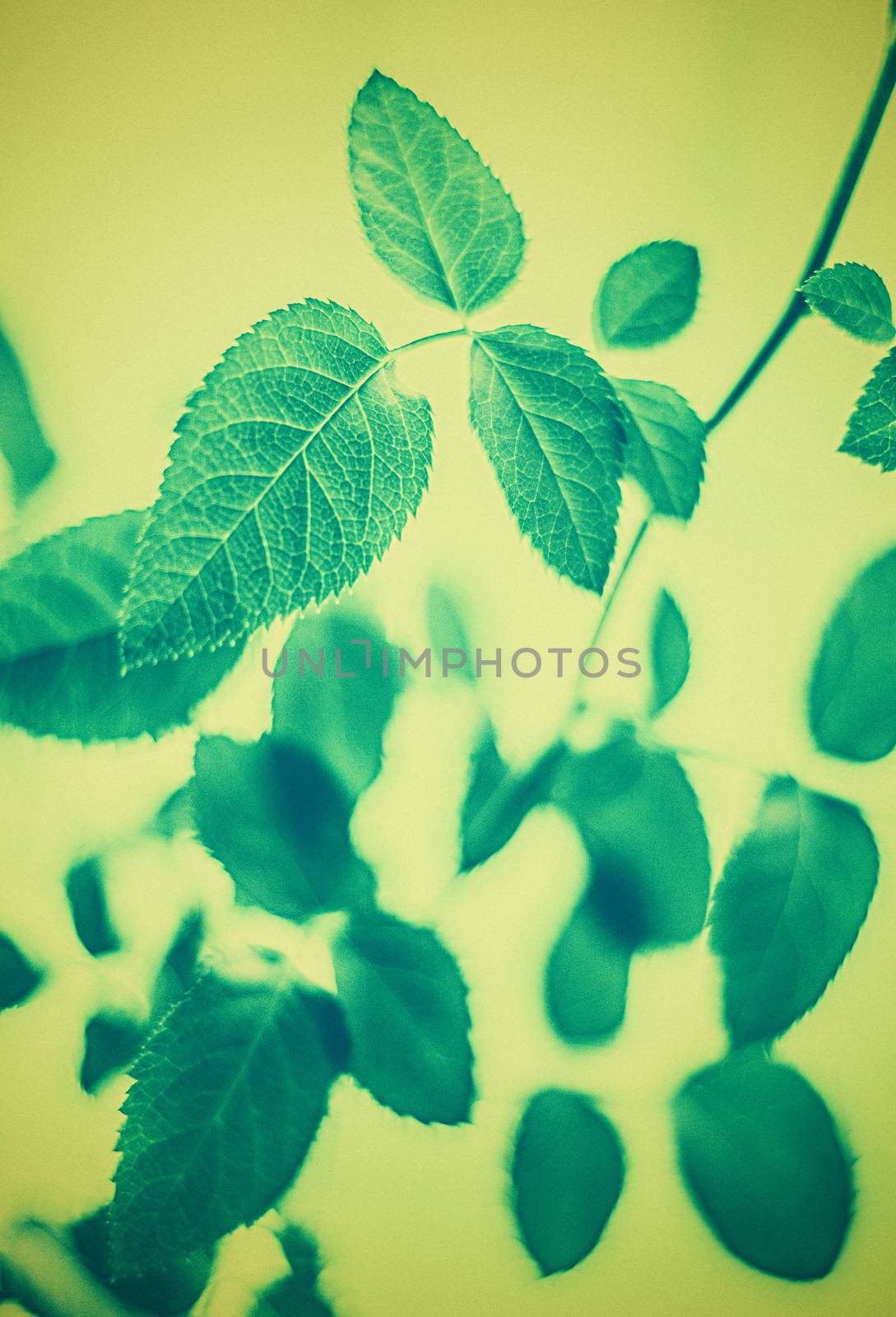 Plant, ecology and bio concept - Green leaves as abstract vintage nature background, herbal foliage in spring garden, retro gravure style, floral leaf backdrop for botanical holiday brand design