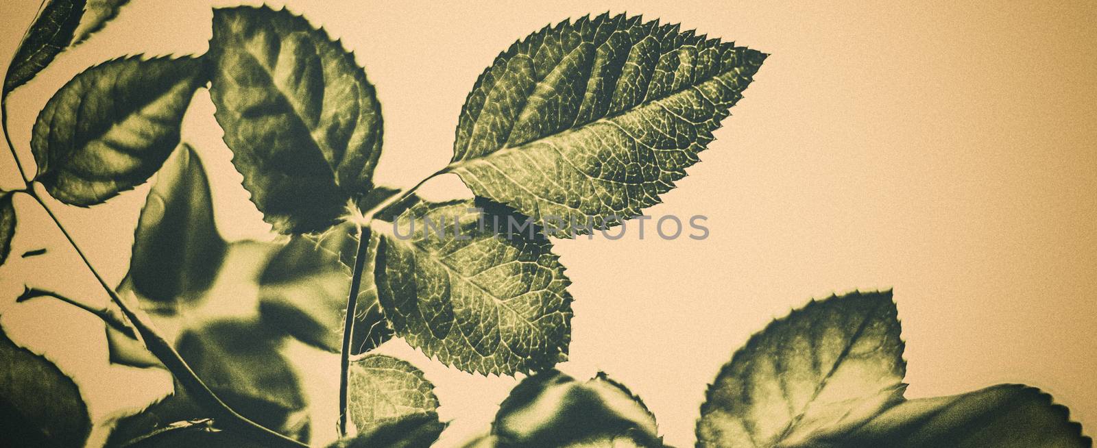 Green leaves as abstract vintage nature background, herbal folia by Anneleven