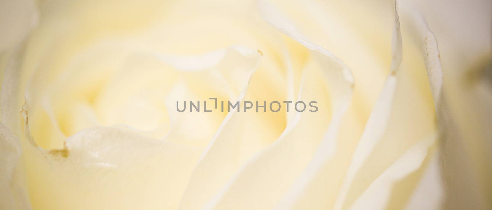 Rose flower in bloom, abstract floral blossom art background, ma by Anneleven