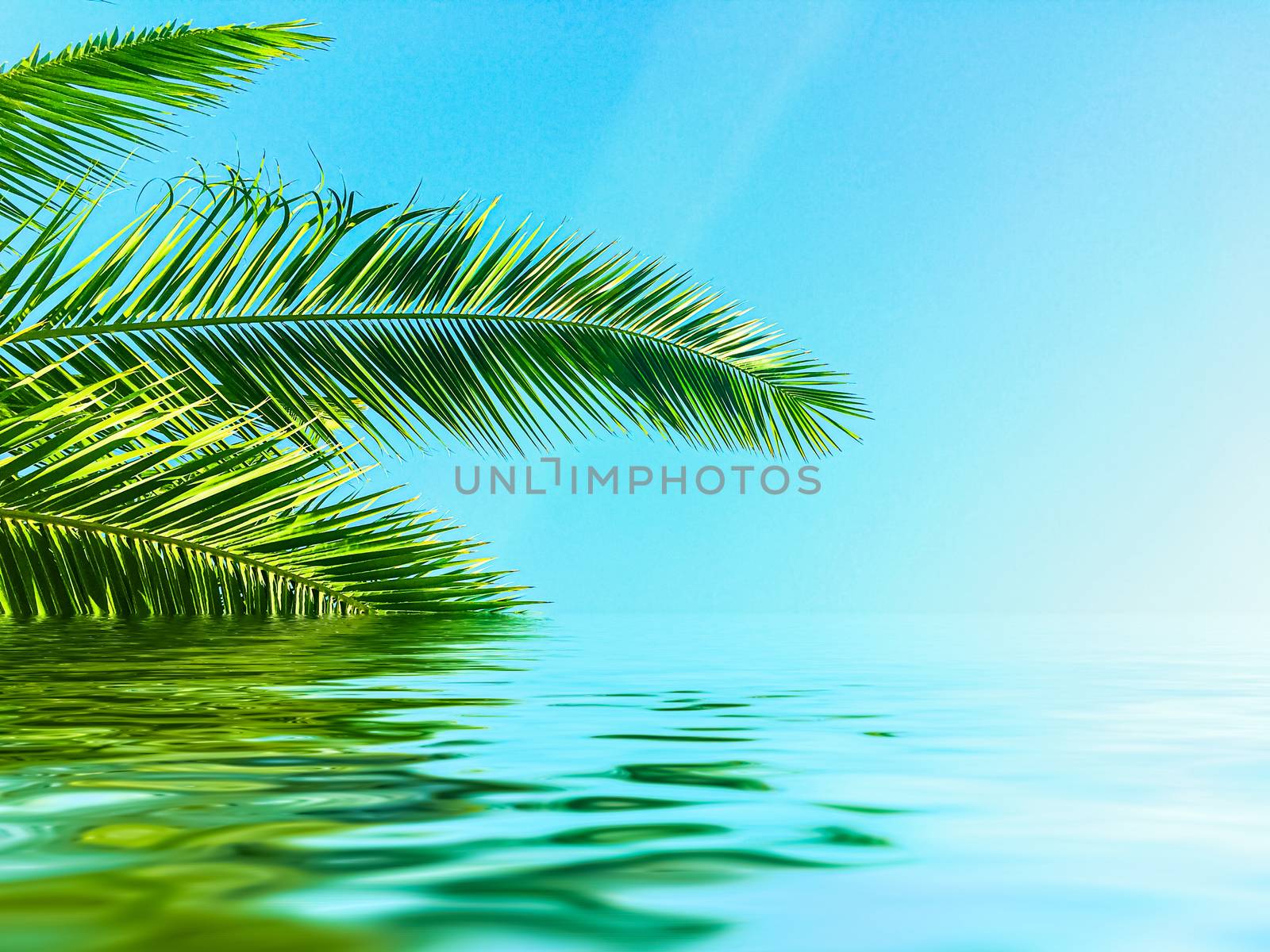 Palm tree leaves and sea water, summertime travel and beach background