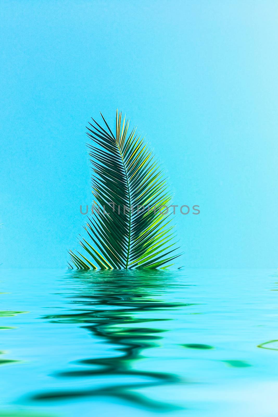 Palm tree leaves and sea water, summertime travel and beach background