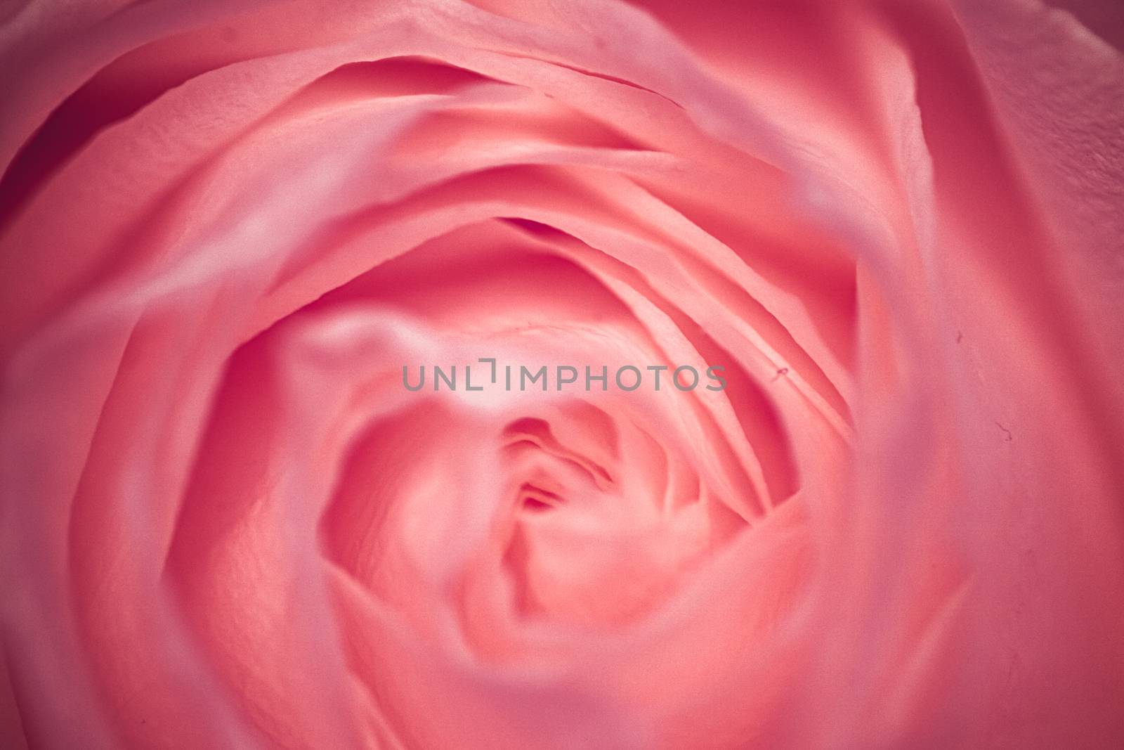 Flora, branding and love concept - Rose flower in bloom, abstract floral blossom art background, macro flowers in nature for perfume scent, wedding and luxury holiday design for beauty bridal brand