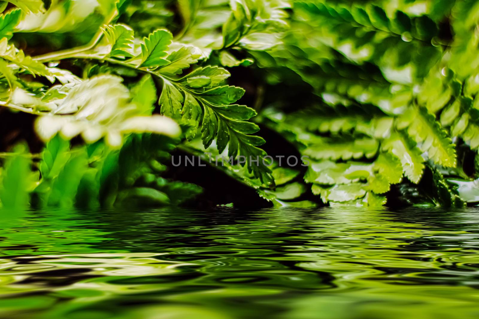 Tropical plant leaves and water in garden as botanical backgroun by Anneleven