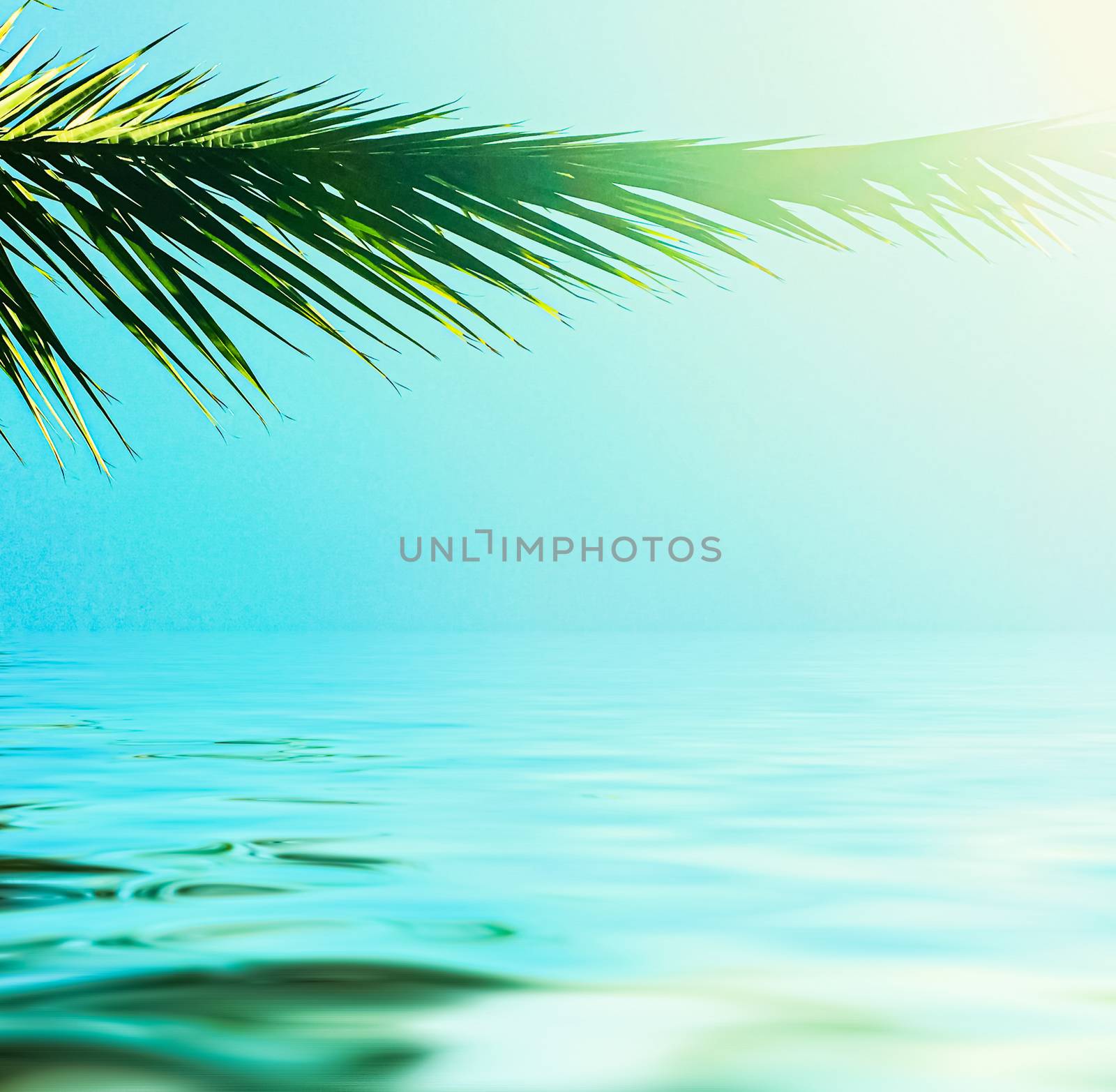 Palm tree leaves and sea water, summertime travel and beach background