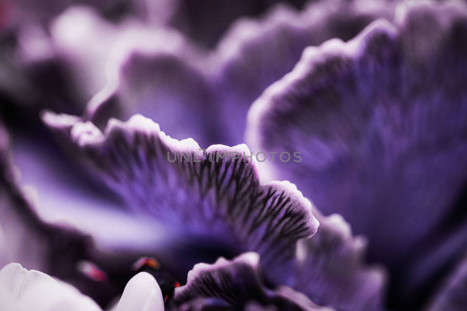 Purple carnation flower in bloom, abstract floral blossom art ba by Anneleven