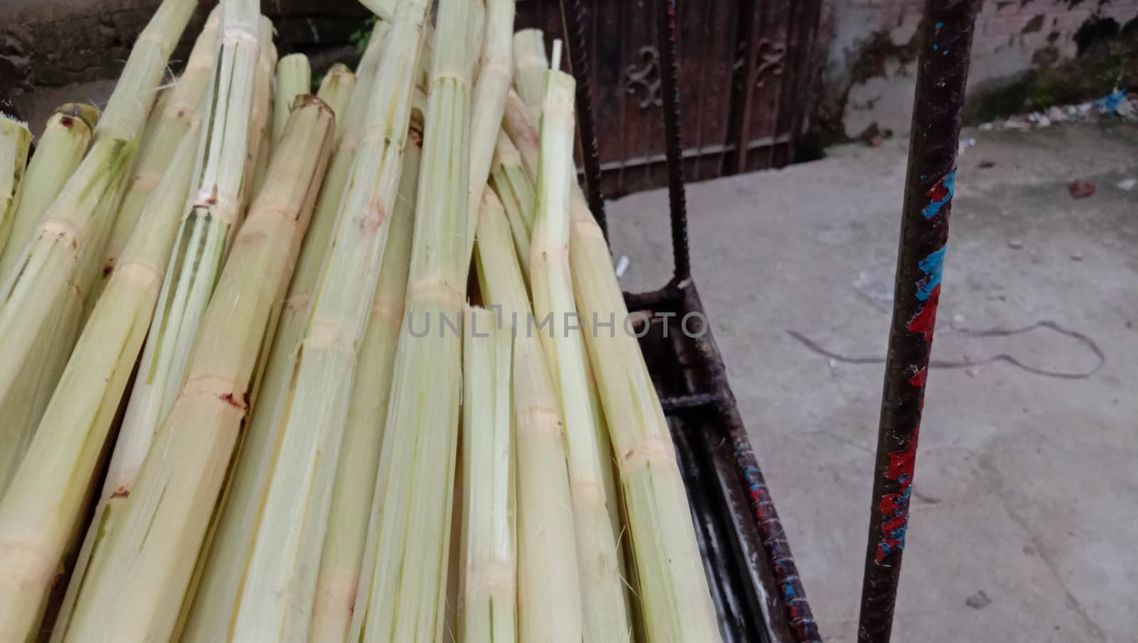 yellow colored tasty and healthy cut pese sugar cane stock