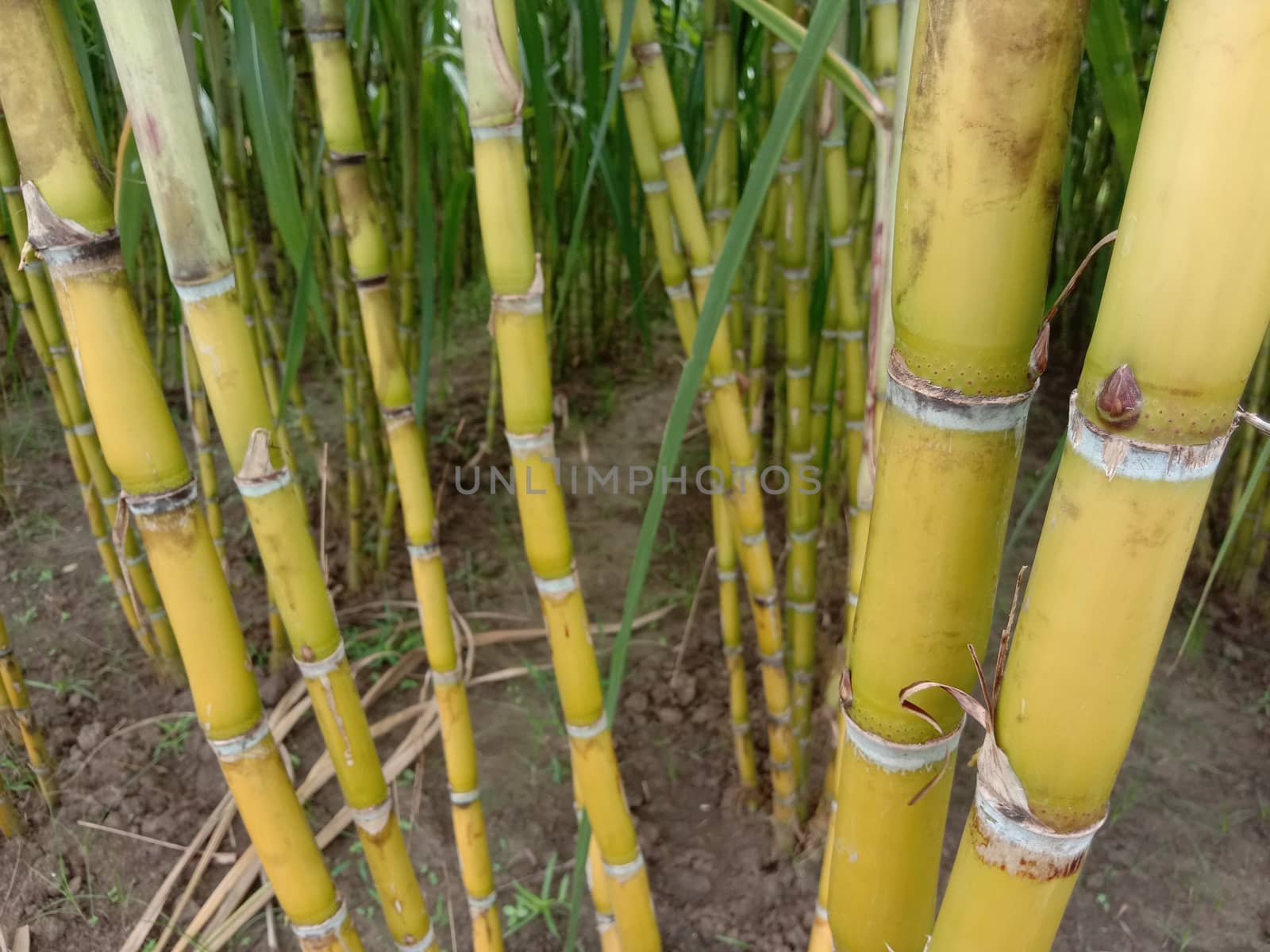 yellow colored tasty and healthy sugar cane on farm