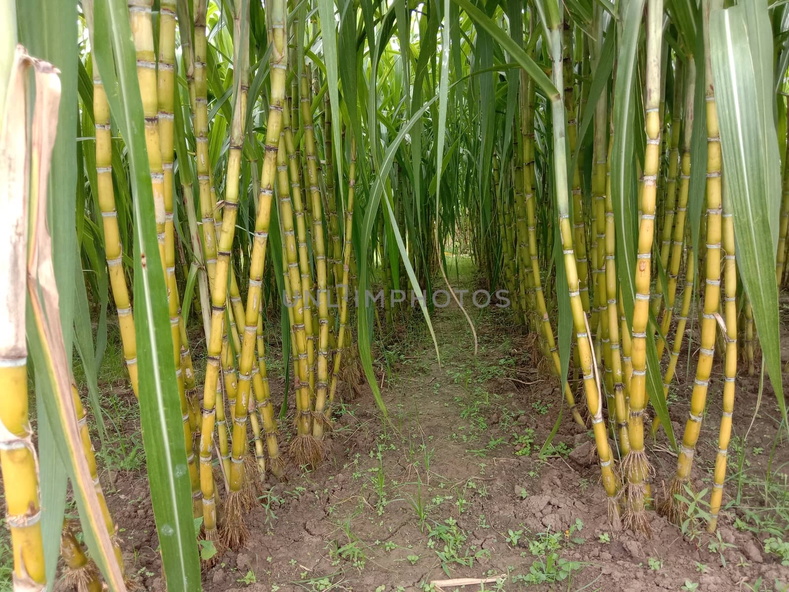 yellow colored tasty and healthy sugar cane on farm