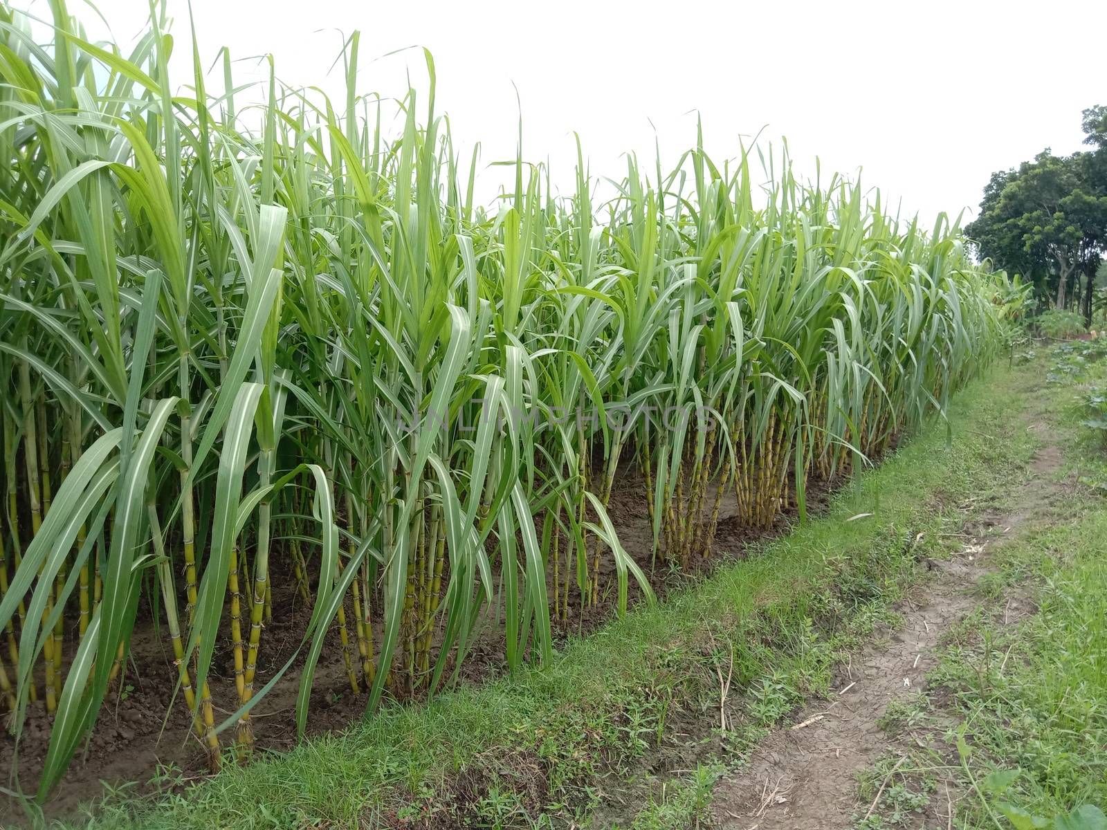 yellow colored tasty and healthy sugar cane on farm