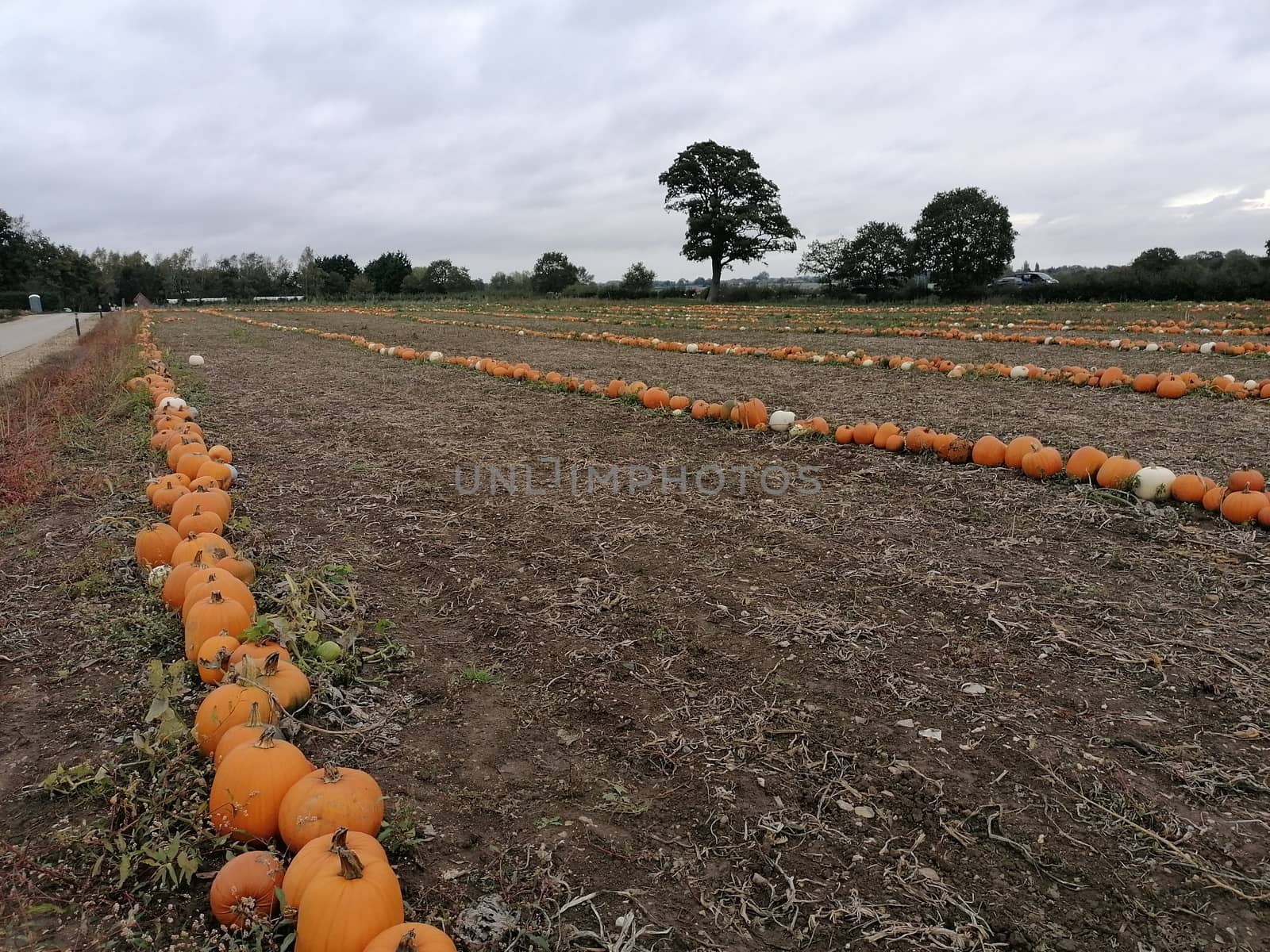 A row of big orange halloween pumpkins growing in a field by AndrewUK