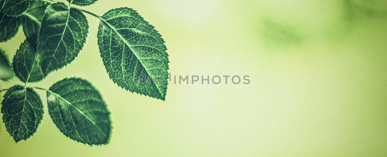 Plant, ecology and bio concept - Green leaves as abstract vintage nature background, herbal foliage in spring garden, retro gravure style, floral leaf backdrop for botanical holiday brand design