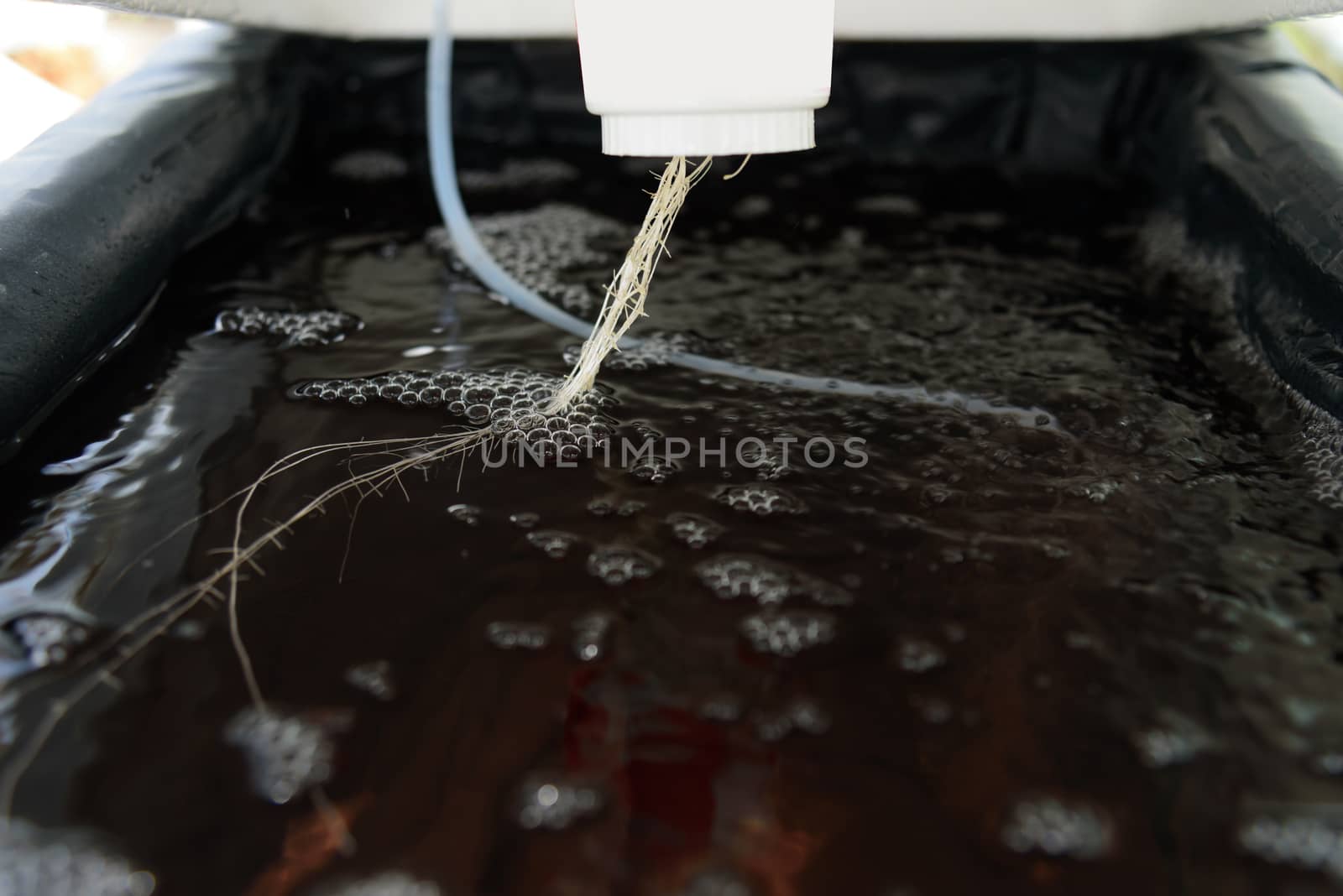 root of melon tree in the water bin of hydroponics system